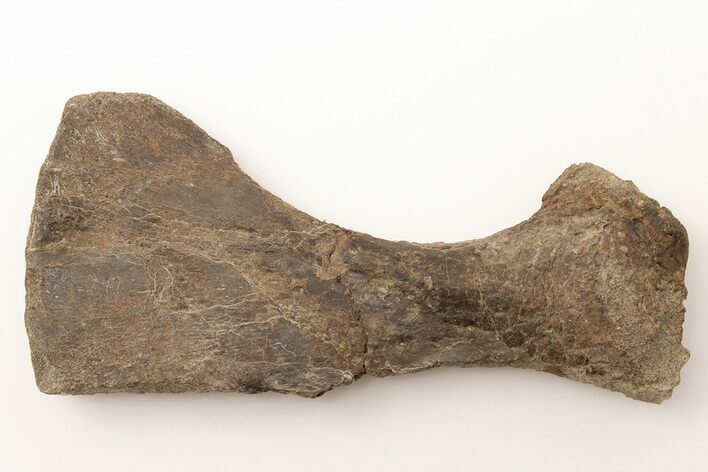 Fossil Mosasaur (Clidastes) Ischium Bone - Kansas #197614